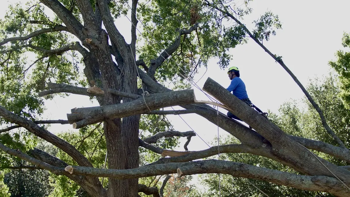 Professional Hazardous Tree Removal performed by certified arborists in Dallas