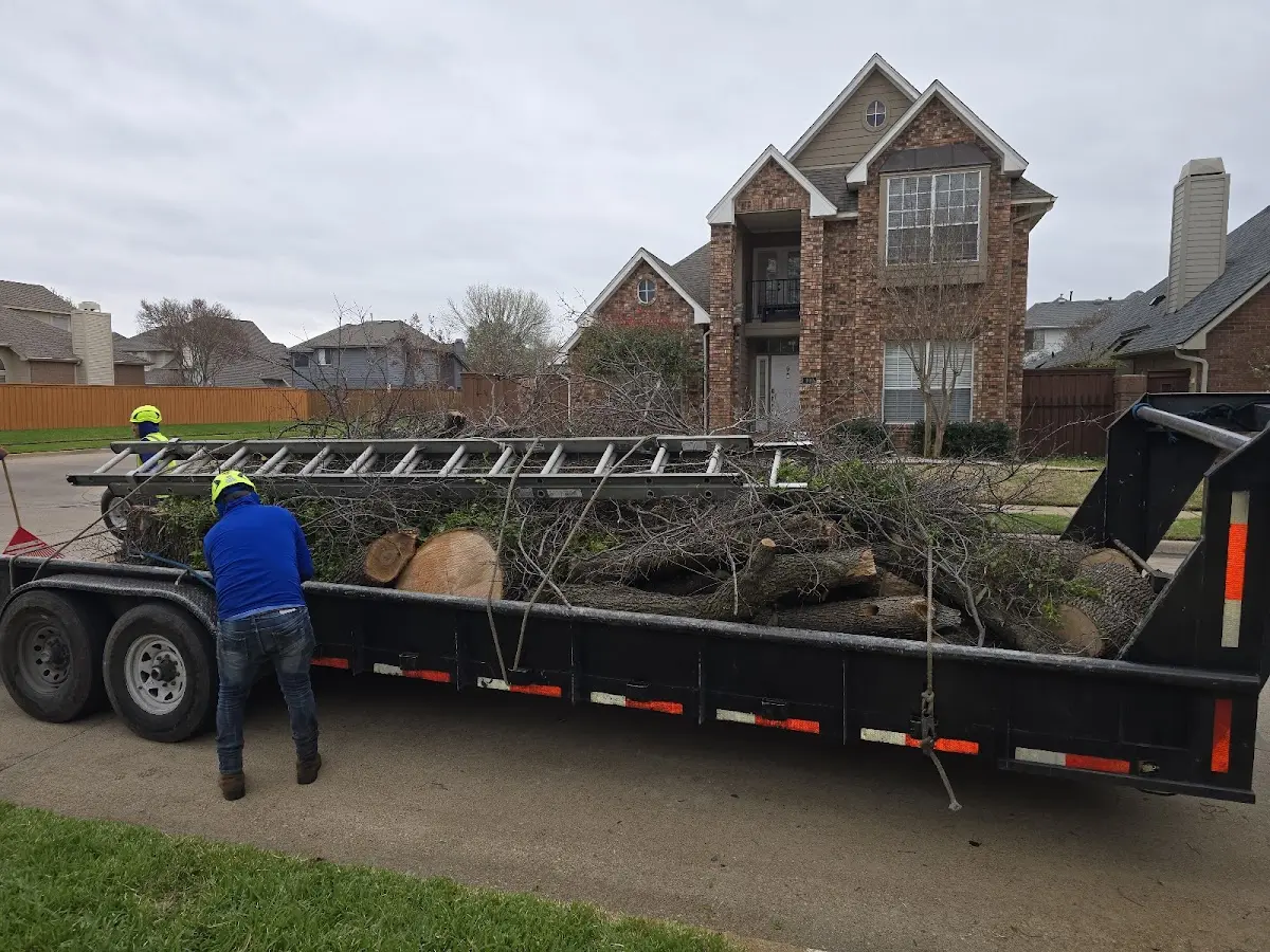Expert Tree Removal with proper safety equipment in Dallas